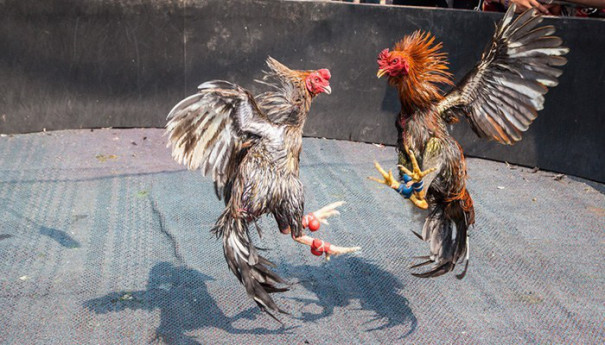 sabung ayam